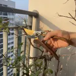 Kéo Cắt Cành HAIBOSHI Lưỡi SK5 Cán Vân Gỗ